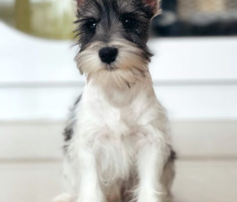 schnauzer-puppiesContent6